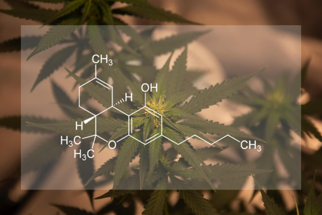 Is THC-O Stronger Than Delta 9?