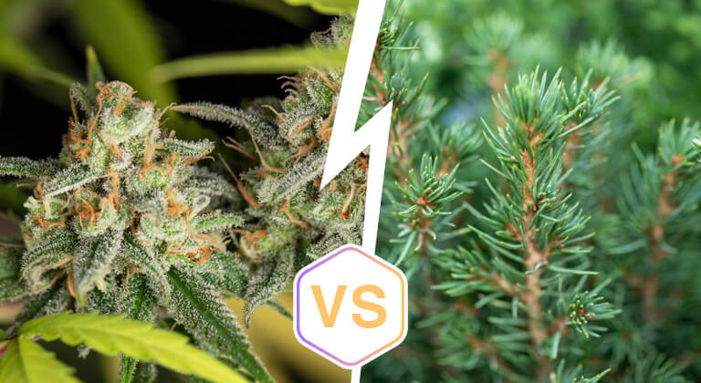 What Is The Difference Between Cannabis-Derived Terpenes And Live Resin
