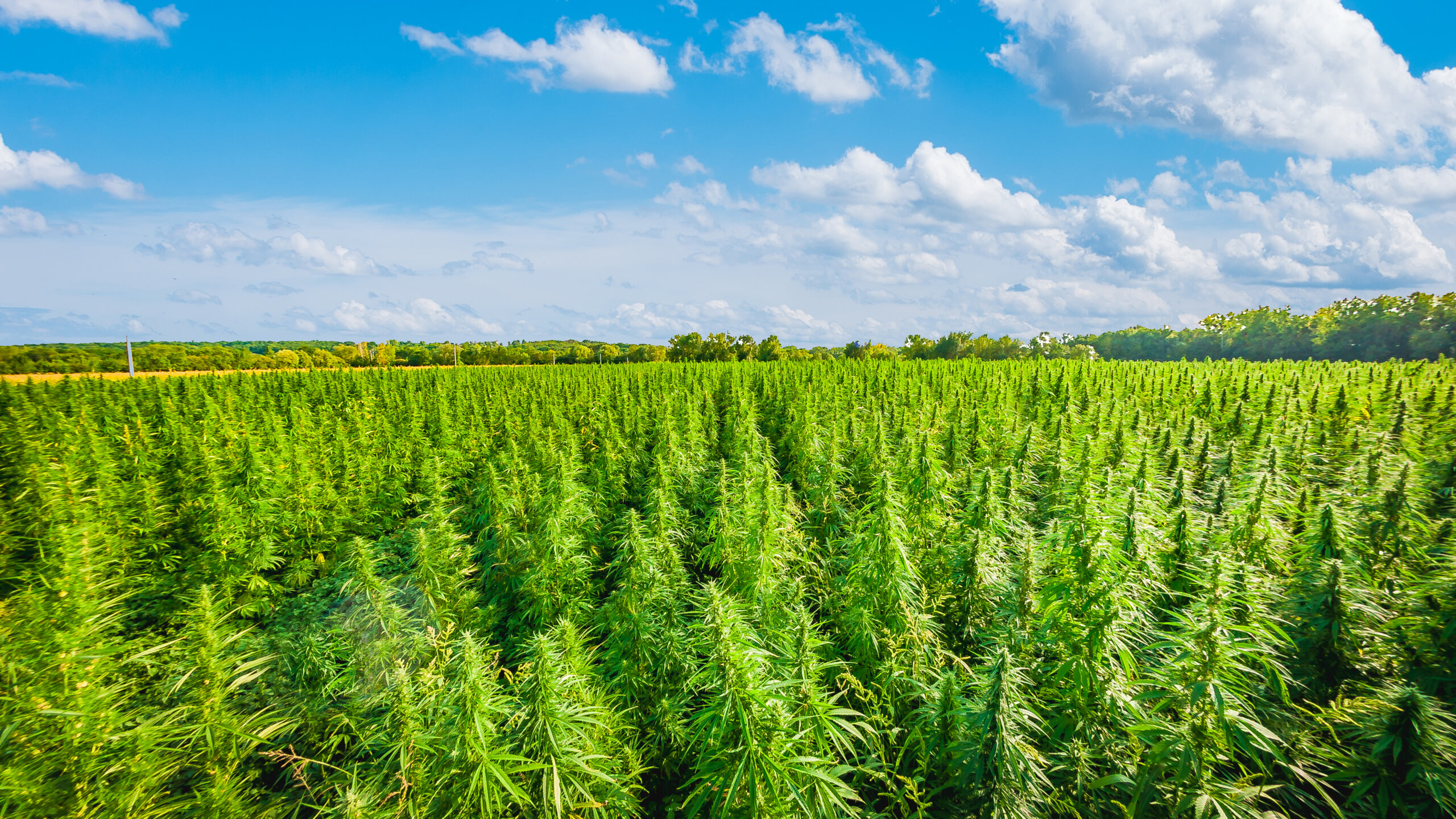 The 2023 Farm Bill and Its Impact on THCa Products